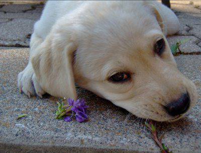 Растения и цветя, които са опасни за кучета и котки