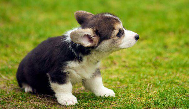 Как да изберем хубаво име за новото си куче