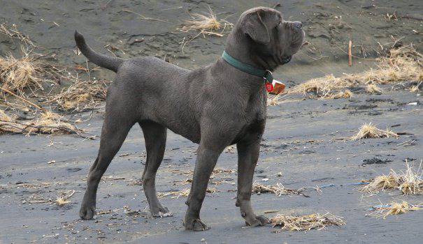 Неаполитански мастиф