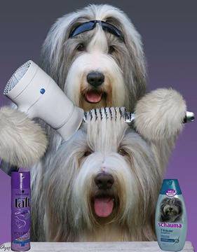 КАКВО Е „ТРИМИНГ“? ЗАЩО СЕ ПРАВИ ТРИМИНГОВАНЕ?