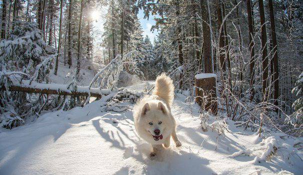 9 прекрасни „снежни” кучета