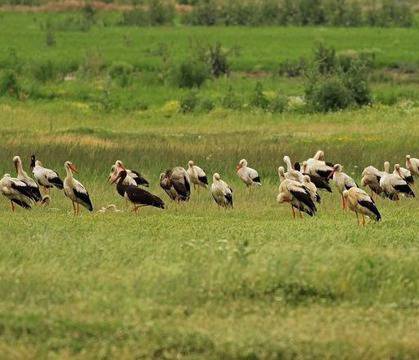 Ток уби ято щъркели в бургаско село