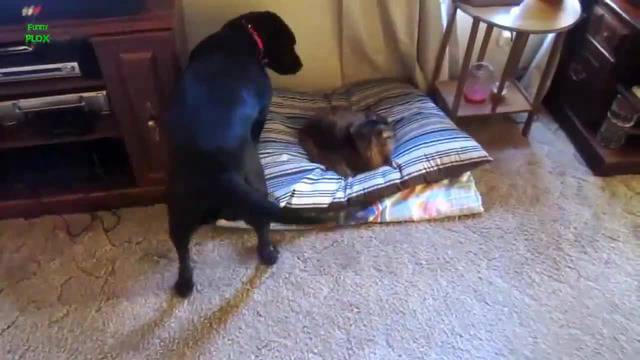 Обичаме Котета и Кучета – Funny Cats 2014