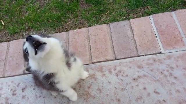 Най-сладкото бебе хъски