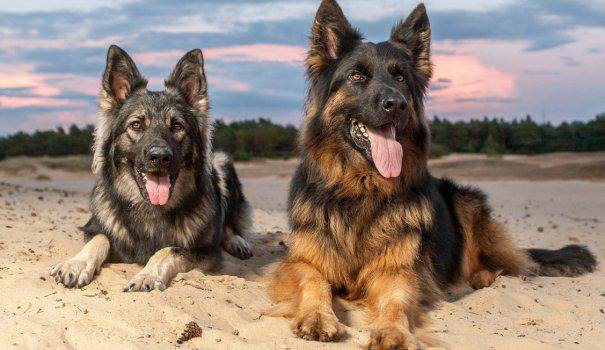 Любопитни и полезни факти за немските овчарки