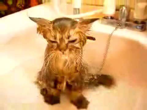 Мокро Коте е Йода от Междузвездни войни – Yoda От Stra Wars