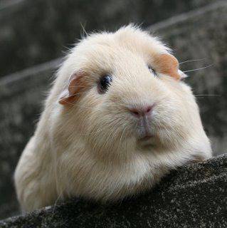 Съвети при отглеждане на морско свинче