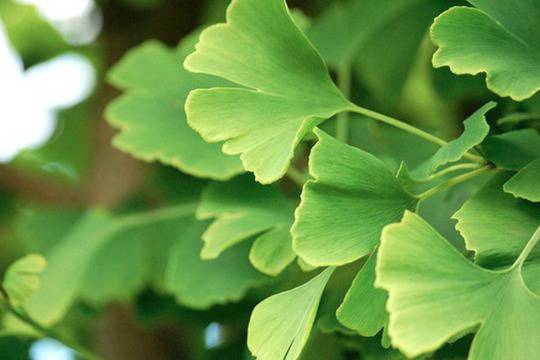 Билки срещу депресия