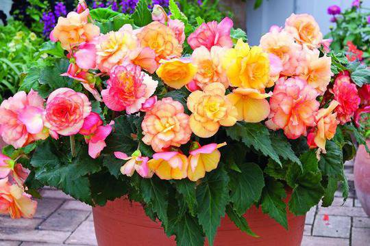 Цъфтяща бегония