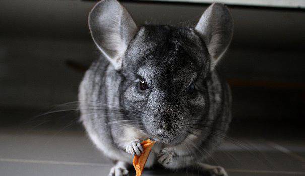 Съвети при отглеждане на чинчила