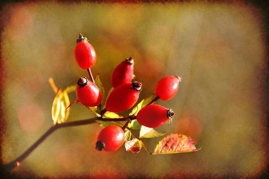 Есенни плодове за здраве и хармония