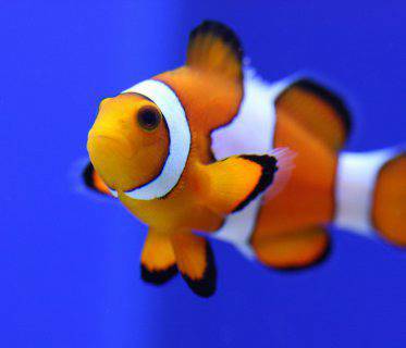 Най-често срещаните грешки, които допускат акваристите