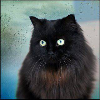 16 причини, които ще ви накарат да заобичате черните котки