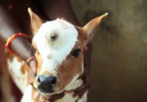 В Индия се роди теле с три очи (видео)