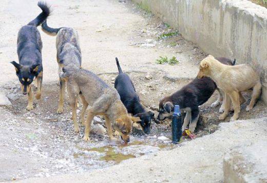 Ужас! Роми осиновяват бездомни кучета, за да тренират бойните си питбули с тях!