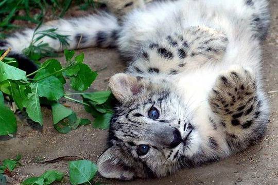 24 доказателства, че котките са най-сладките бебета на света