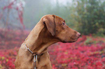 Грижи за кучето през есента