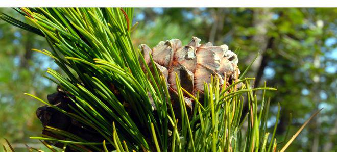 Сибирско здраве – продукти за вашето здраве онлайн – Vita-zona