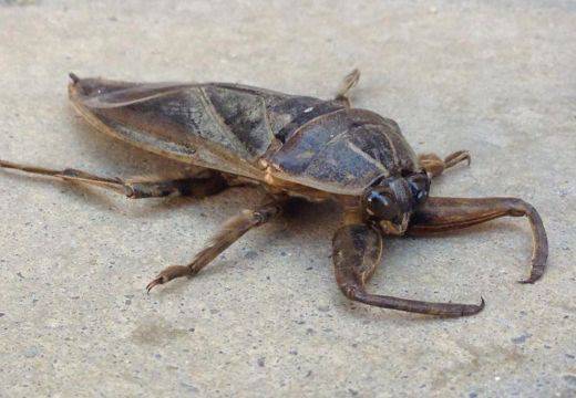 Странни хищни твари налазиха Хасково