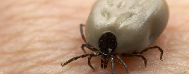 Как да се предпазим от кърлежи?