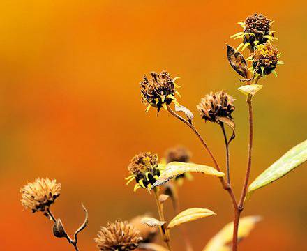 Как да се предпазим от есенните алергии?