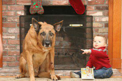 Отстраняване на петна и миризма от кучешка урина