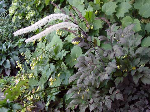 Цимицифуга