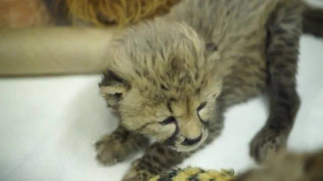 Малки, сладки, гепарди !