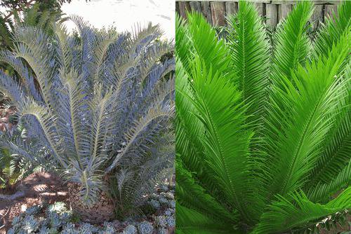 Енцефалартос