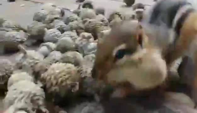 Най-алчните катерички