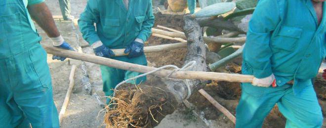 ЗАПОЧНА ПРИБИРАНЕТО НА СЕЗОННАТА ЕКСПОЗИЦИЯ ОТ ЕДРОРАЗМЕРНИ КАКТУСИ И СУКУЛЕНТИ