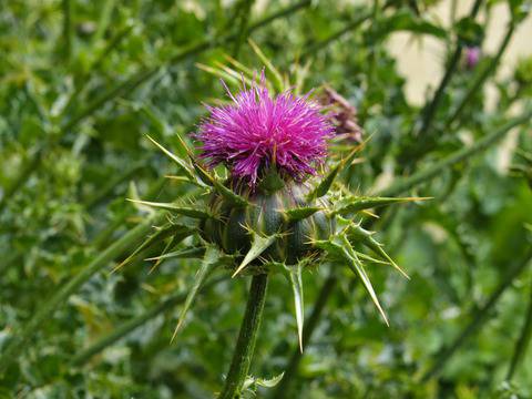 Черен дроб пречистване