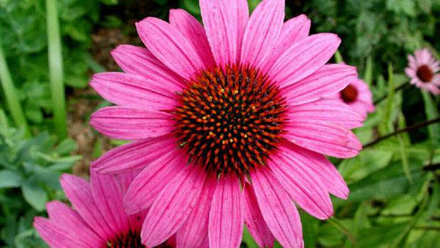 Полезните свойства на ехинацеята