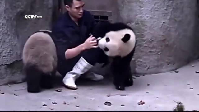 Близначета бебета Панди си играят с доктора и се гушкат