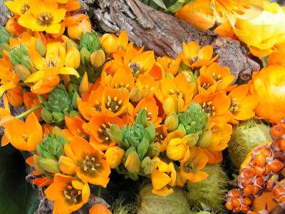 Слънчева звезда