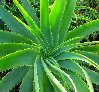 Алое Вера (Aloe vera)