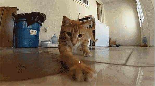 20 начина да стреснете котката си