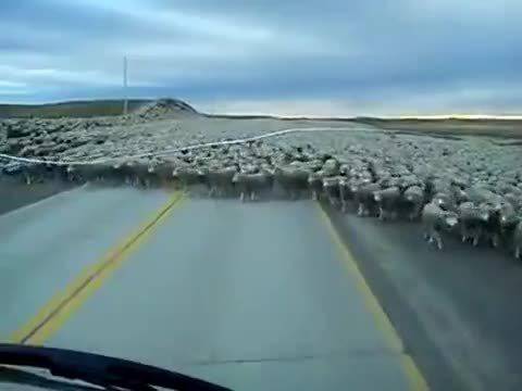 Виждали ли сте толкова много овце на едно място?