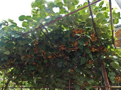Предимства и недостатъци на това да живееш на морето