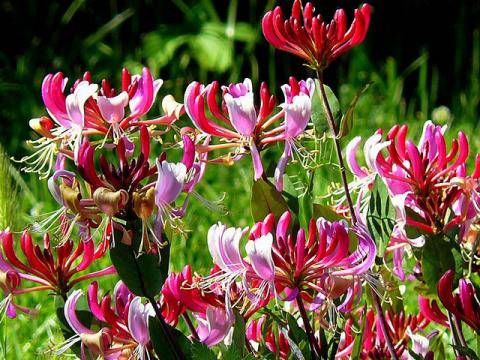 Какви са ползите от билката орлови нокти?