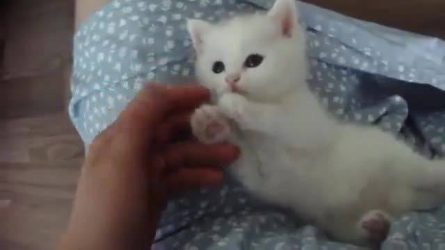 Беличък Сладурчо…