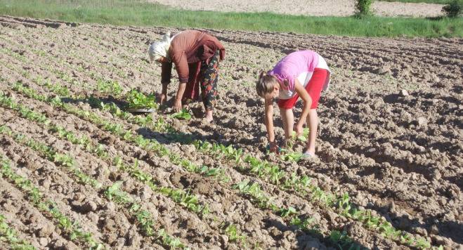 Изкупната кампания на тютюна в Гоцеделчевско се бави, земеделци недоволстват