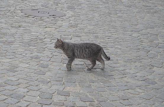 Огромна популация от улични котки залива Пловдив