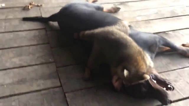 Малка Миеща мечка и Куче Сладки Приятели