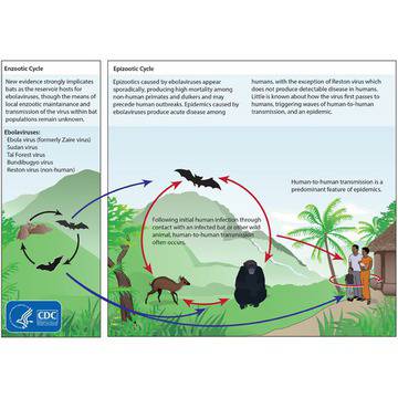 10 факта за ебола