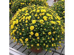 Цветята във фън шуй