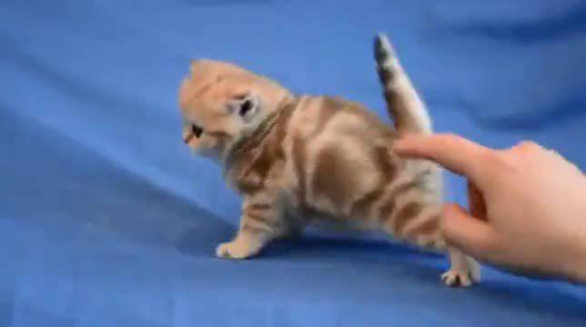 Колко Сладко Котенце