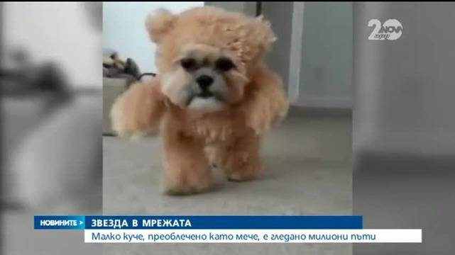 Куче като мече стана хит в мрежата