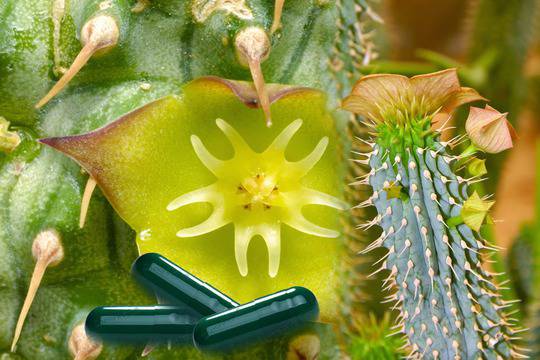 Худия Гордони-Hoodia gordonii