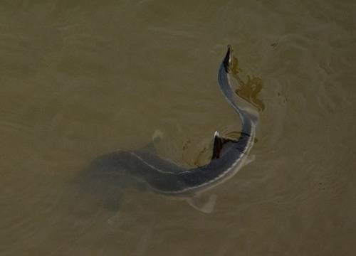 WWF разсели застрашени есетрови риби в Дунав